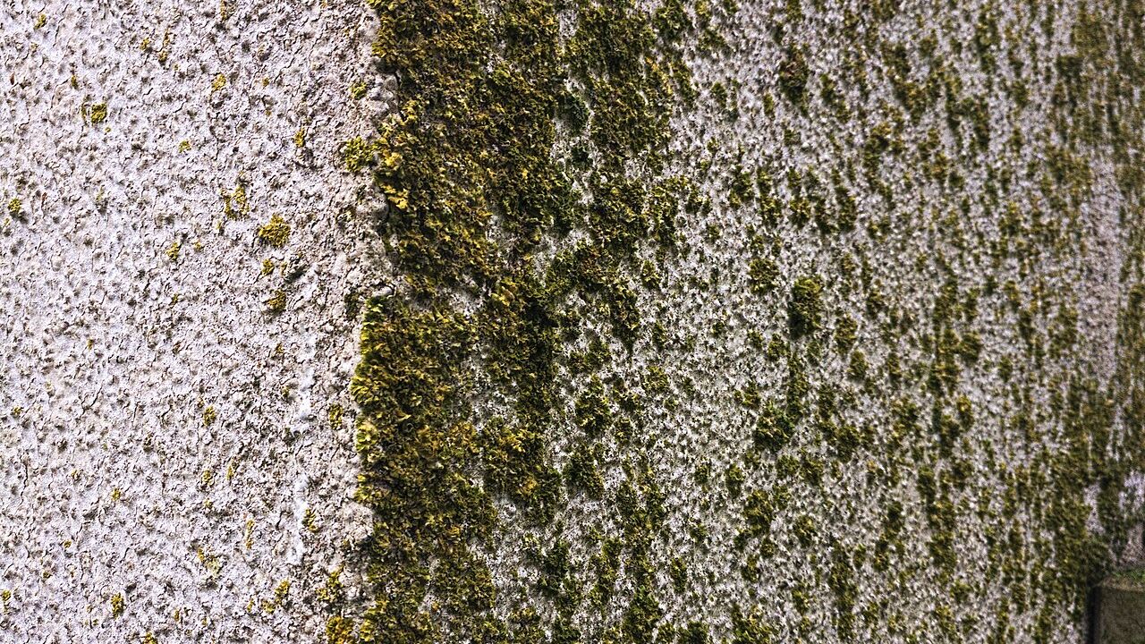 Patina verde su facciata intonacata