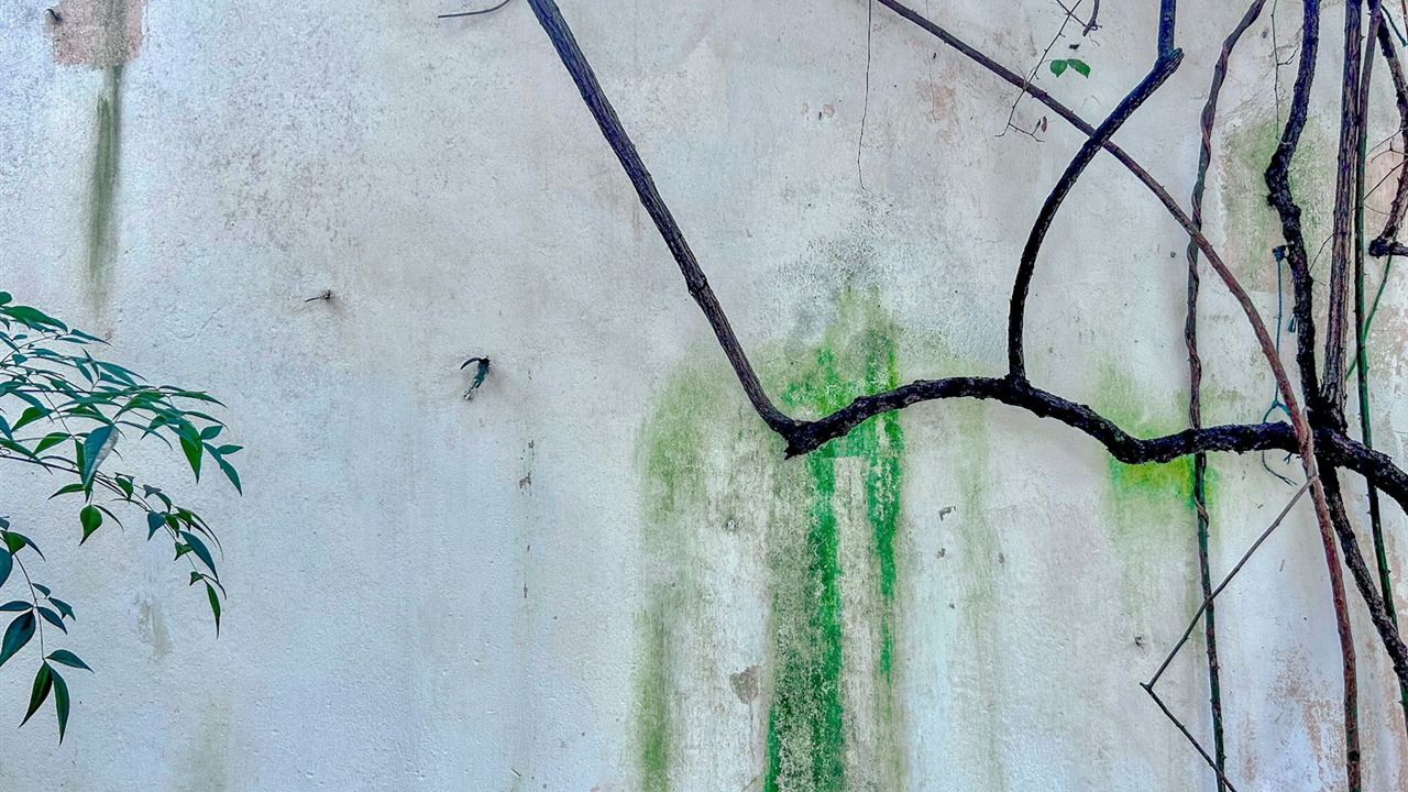 Colature e muschio dove l'acqua penetra